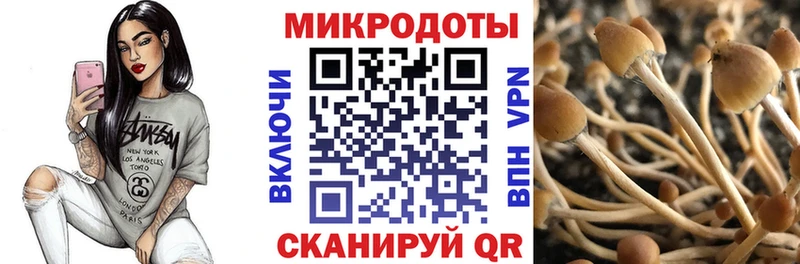 Галлюциногенные грибы Psilocybine cubensis  даркнет формула  Покровск  как найти закладки 